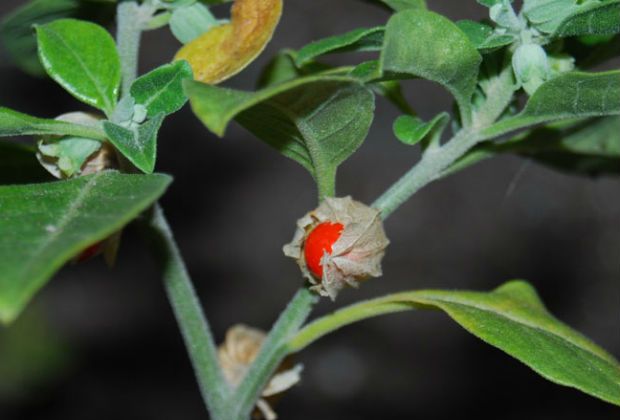 Ashwagandha – čudesna biljka - FBL