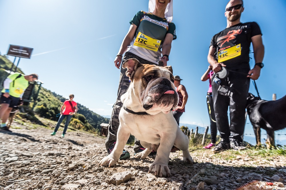 Prošle godine je na utrci bio i engleski  buldoga i ogromnog cane corsa koji su lagano prošetali stazom i pobrali simpatije kako publike tako i ostalih učesnika