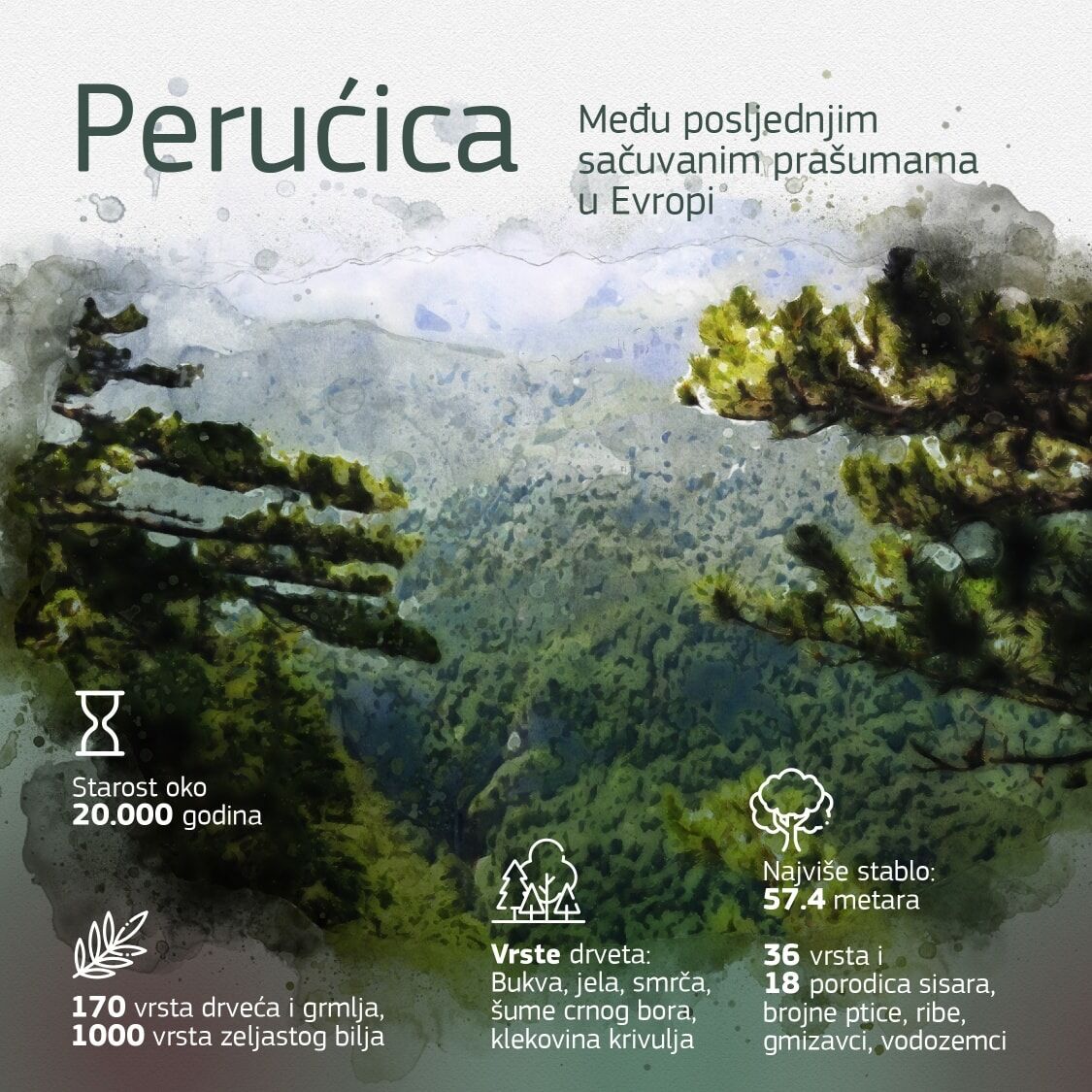 perucica