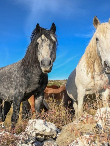 divlji-konji-Livno-foto-Ajdin-Kamber-1024x661
