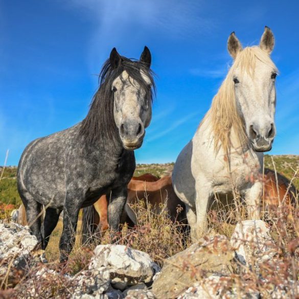divlji-konji-Livno-foto-Ajdin-Kamber-1024x661