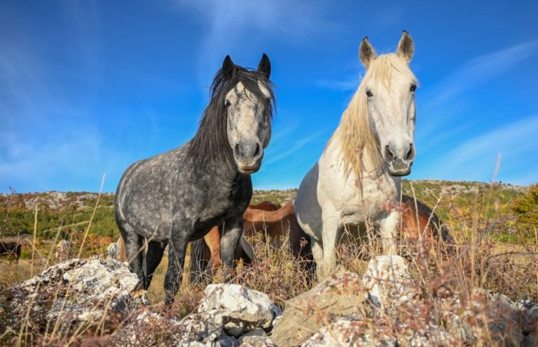 divlji-konji-Livno-foto-Ajdin-Kamber-1024x661