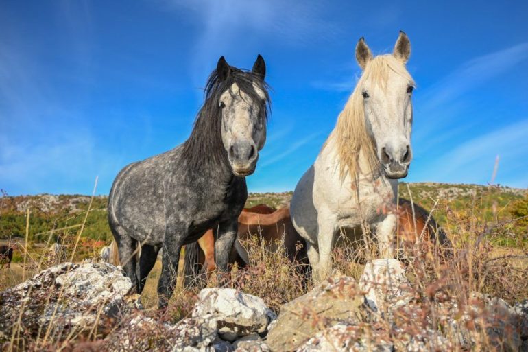 divlji-konji-Livno-foto-Ajdin-Kamber-1024x661