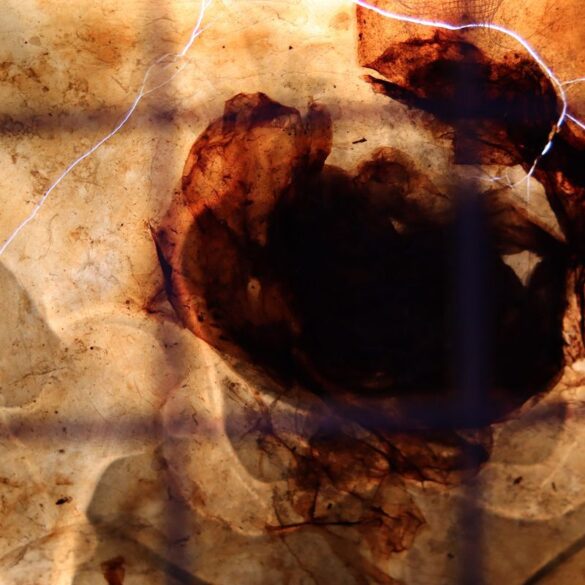 Adrienn Újházi, Re-Generation, 2023-2024. © Goran Aćimović