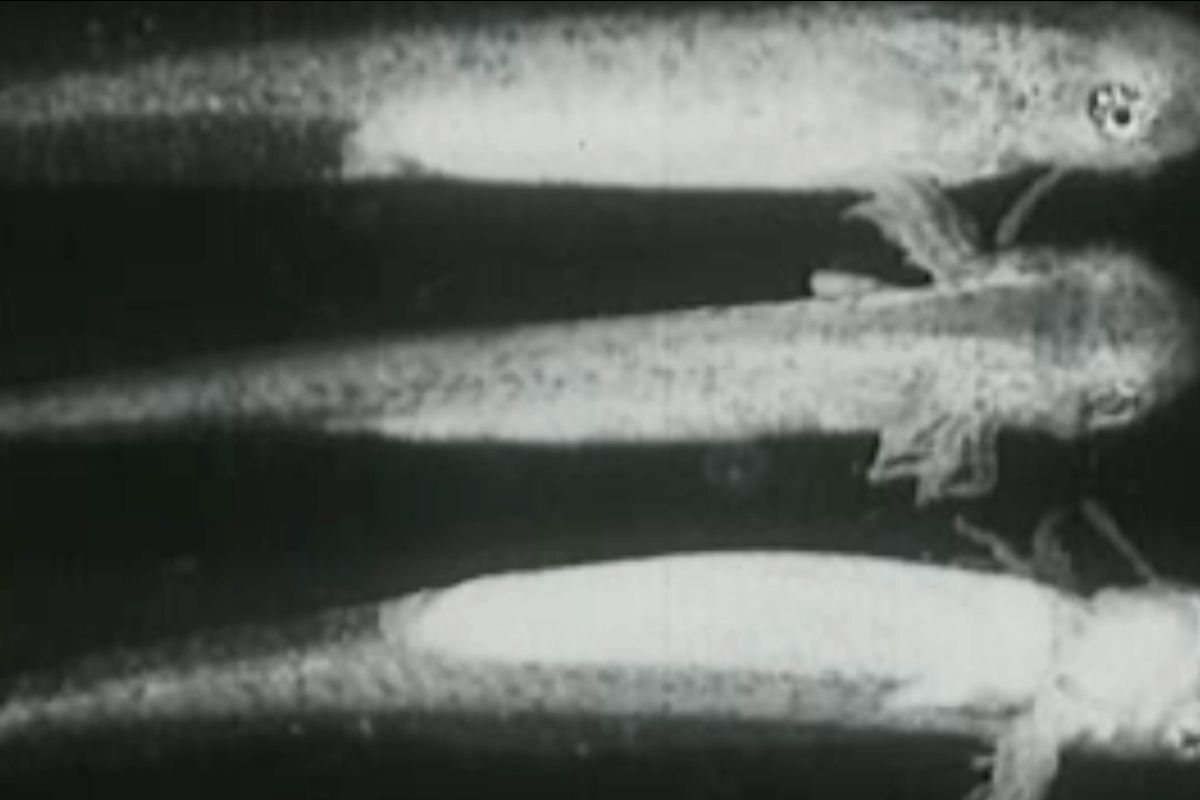 Lamija Čehajić, Growing Lungs, 2024.